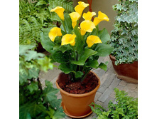 ����� ������� - 450 ���.