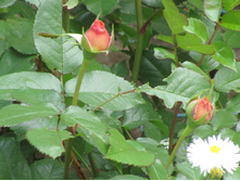 ���� Chippendale.JPG