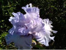 ���� ����� 13. SHADES OF PALE