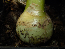 ��������� ���