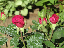 �����/���� ���� Heidi Klum.JPG