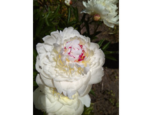 IMG 20180622 112026.jpg