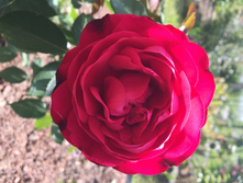 ���� ����