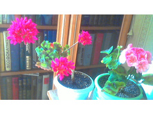 ���� Lotta Lunberg � Wendy Red