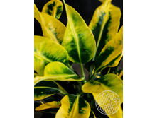 ������ ������ (Codiaeum Guayabo) - 450 ���.