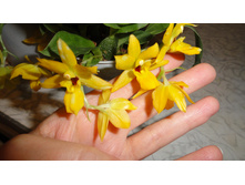 ������� �������� �������- ����� ����..