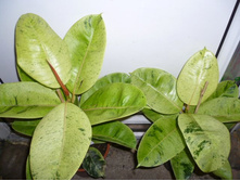 ����� Moonshine