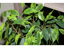 ������� - 150 ���