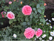 ���� Chippendale.JPG