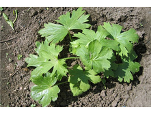 ���������� �������