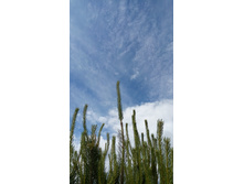 IMG 20180610 120223.jpg