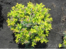 ������ �������� Golden Princes �2 200�