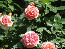 ���� Chippendale.JPG