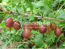 ��������� "���������"321�