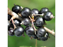 ��������� ������ ���� ������� 208�