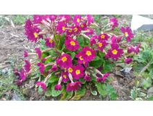 P 20180506 164251.jpg