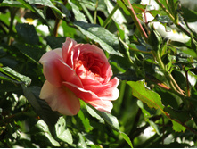 ���� Chippendale.JPG