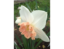 PRECOCIOUS ���������.JPG