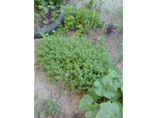 IMG 20180623 191505.jpg