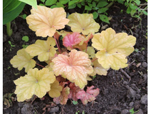 ������� ��������.jpg