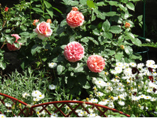 ���� Chippendale.JPG