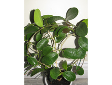 Hoya australis