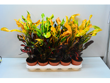 ������ ( ������ ) ������