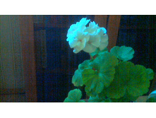 ���������� White Butterfly