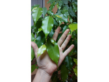 �������� - 100 ���