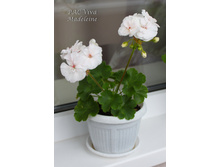 PAC Viva Madeleine.JPG