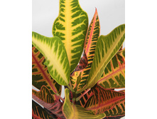 ������ ( ������ ) ������ - 450 ���.