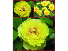 ���� ������ ����� ���.jpg