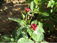 �����/���� ���� Heidi Klum.JPG