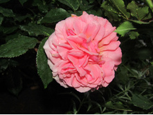 ���� Chippendale.JPG