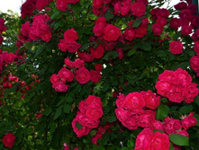 ���� ��������� ������� ����  �2 300�