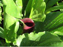 ����� ��� ����.JPG