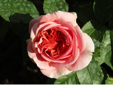 ���� Chippendale.JPG