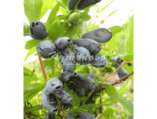 ��������� �������� ���� ������  283�