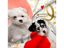 �������. ������� 150 ��.jpg