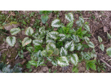 P 20180506 164237.jpg