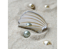 ����� Cardiidae �������/������