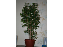 ������ - 100 ���