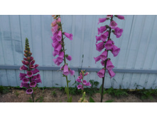 P 20180625 205019.jpg