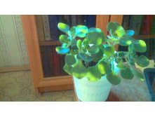 �������� �������������