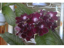 DS-������ �������.JPG