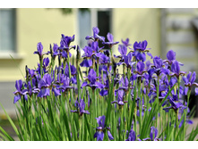 0 e1130 539cf5e3 XL.jpg