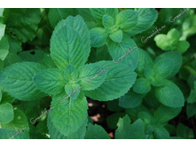 ���� ��������