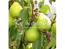 ����� "���������"  �4   545�  �7  728�