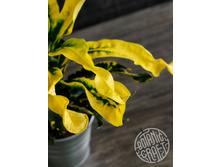 ������ ������ (Codiaeum Guayabo)