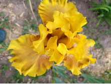 IMG 20180617 165444245.jpg